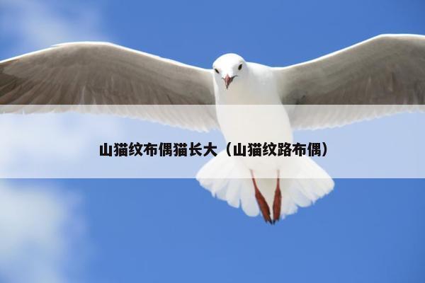 山猫纹布偶猫长大（山猫纹路布偶）