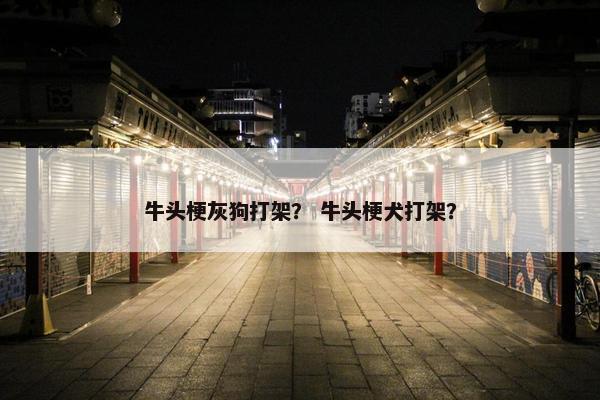 牛头梗灰狗打架？ 牛头梗犬打架？
