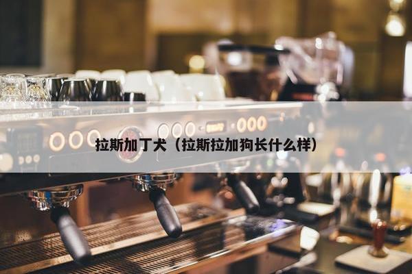 拉斯加丁犬（拉斯拉加狗长什么样）