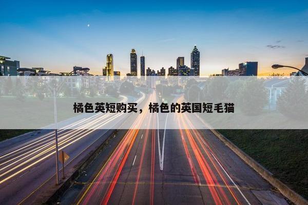 橘色英短购买，橘色的英国短毛猫