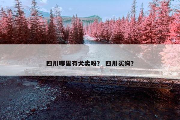 四川哪里有犬卖呀？ 四川买狗？