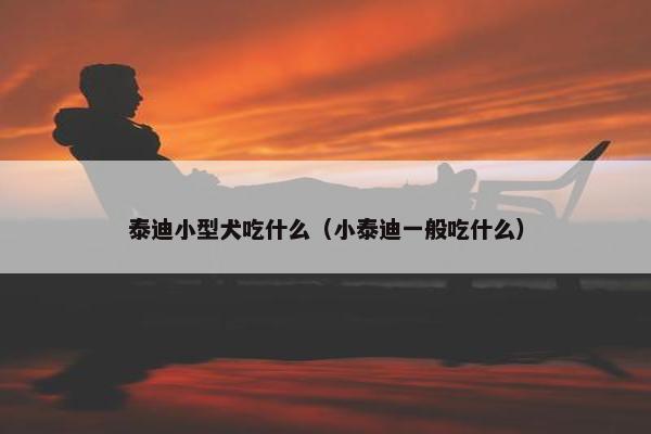 泰迪小型犬吃什么（小泰迪一般吃什么）