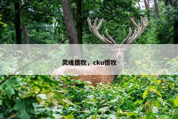 灵魂德牧，cku德牧