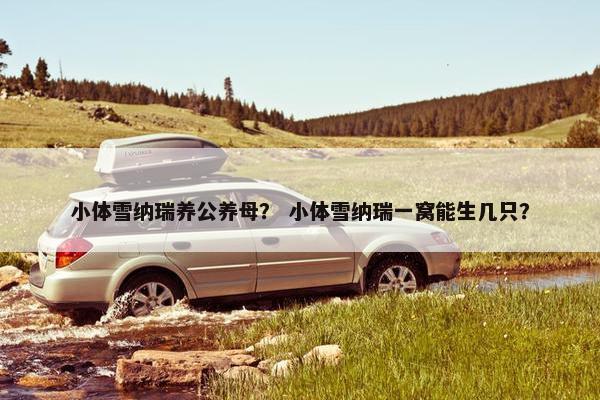 小体雪纳瑞养公养母？ 小体雪纳瑞一窝能生几只？